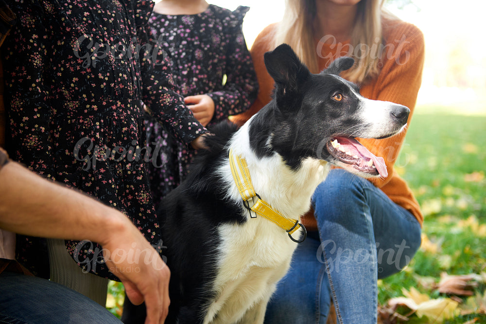 Close up of border collie and family outdoors