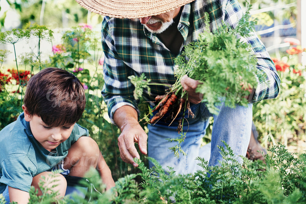 Boy with grandpa picking carrots from a vegetable patch