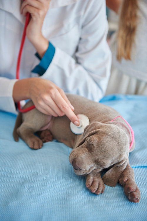 Sleeping dog examined by the vet