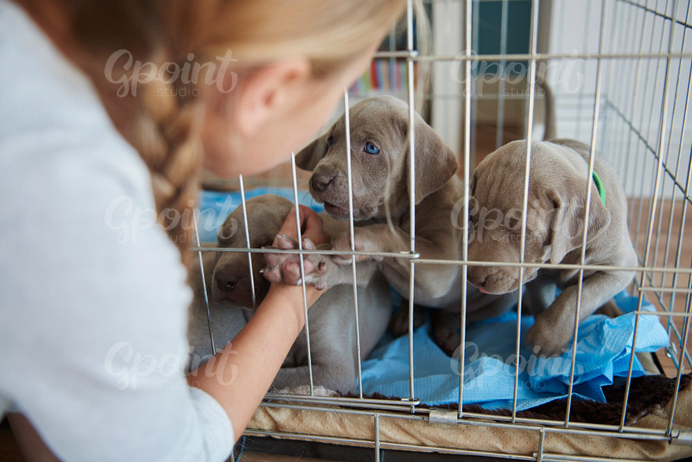 Girl next to the cage with puppies