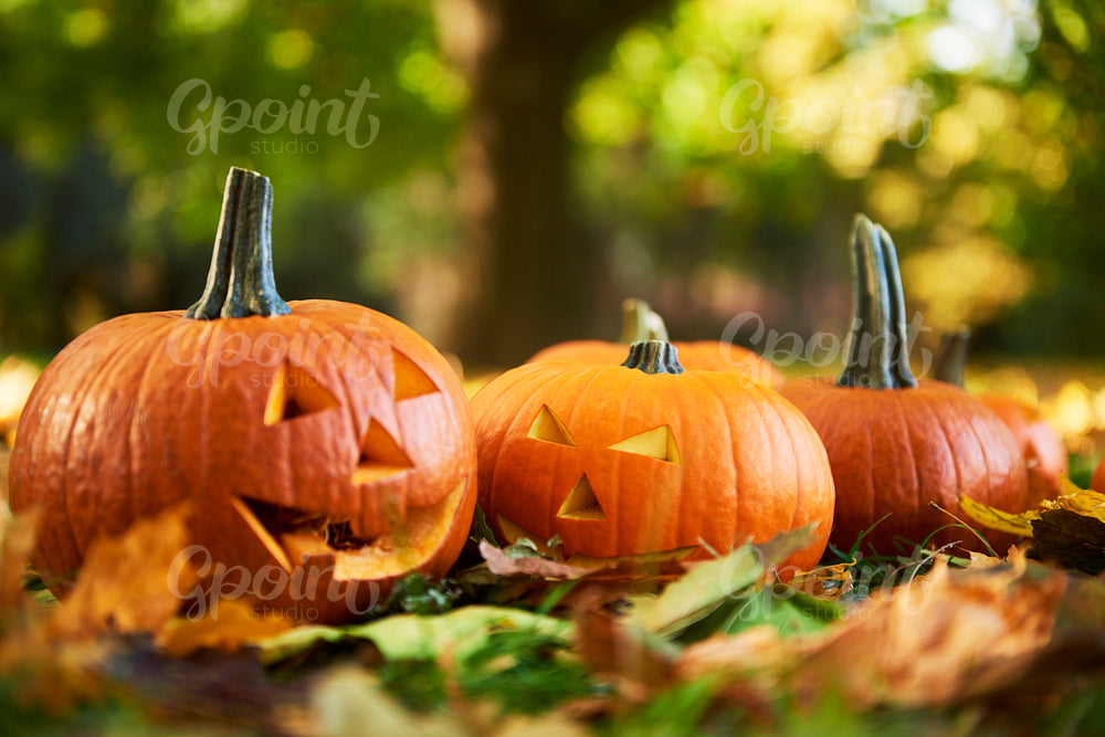 Close up of  halloween pumpkins in autumn forest