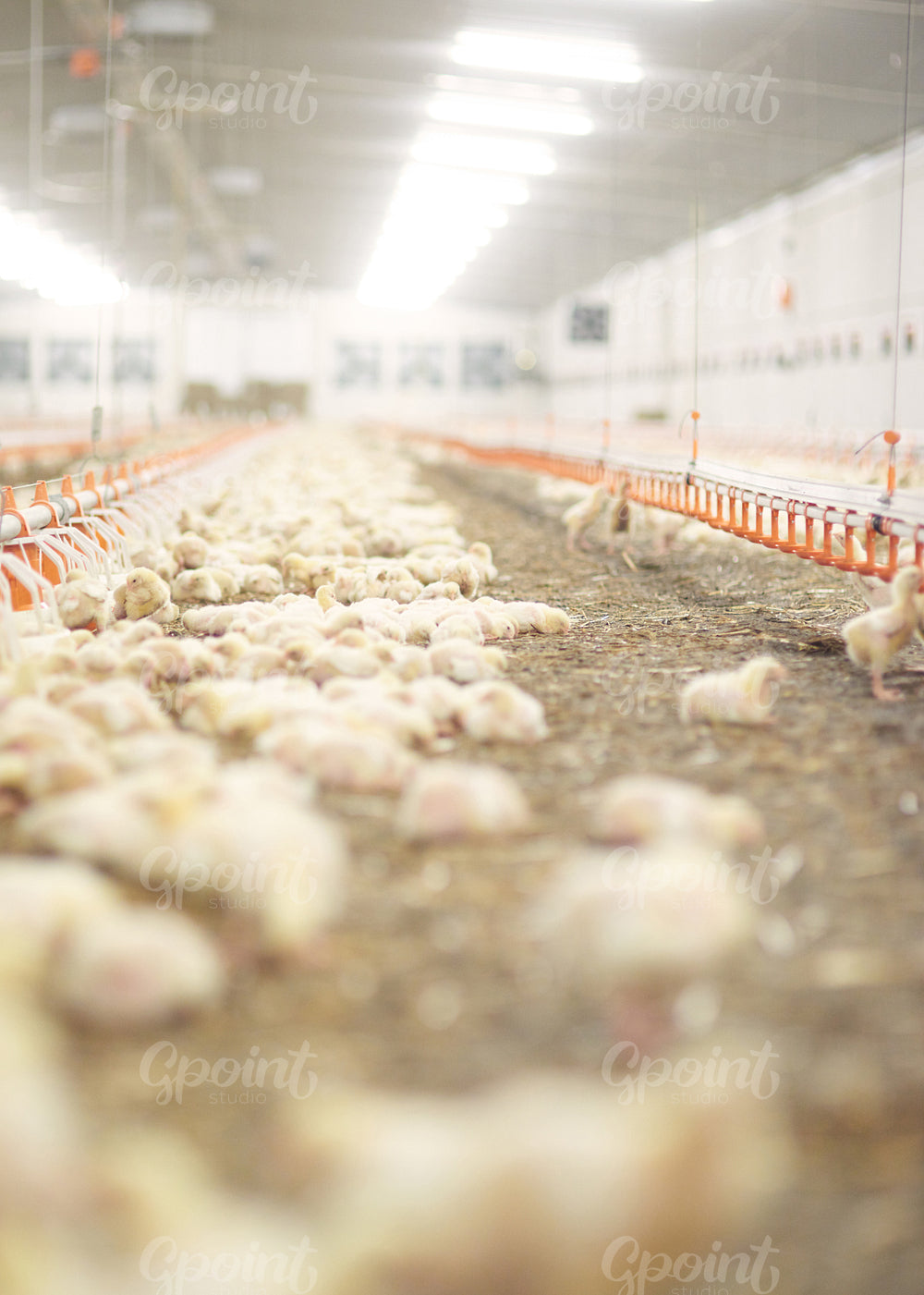 Long aisle in the chicken coop