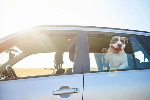 Happy dog traveling by car and enjoying the view