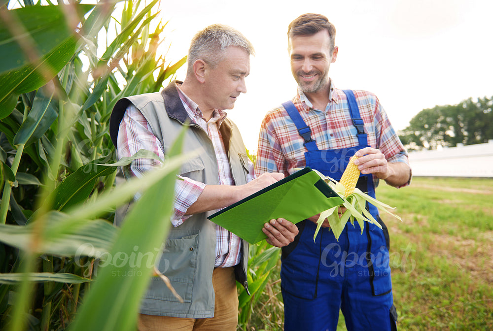Checking the quality of corn plant