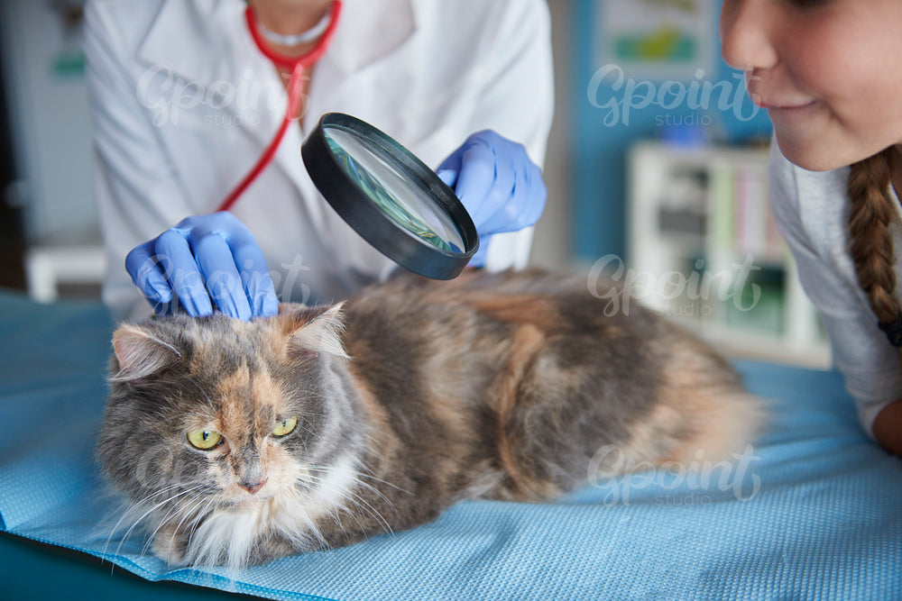 Checking condition of cat's fur and skin