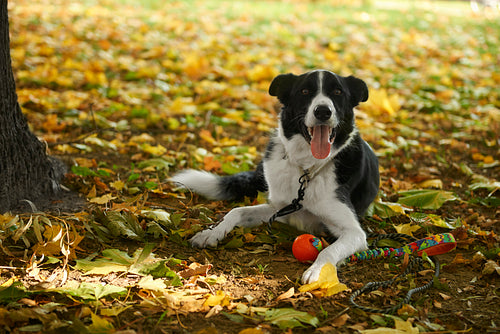 Happy dog lying down among autumnal leaves