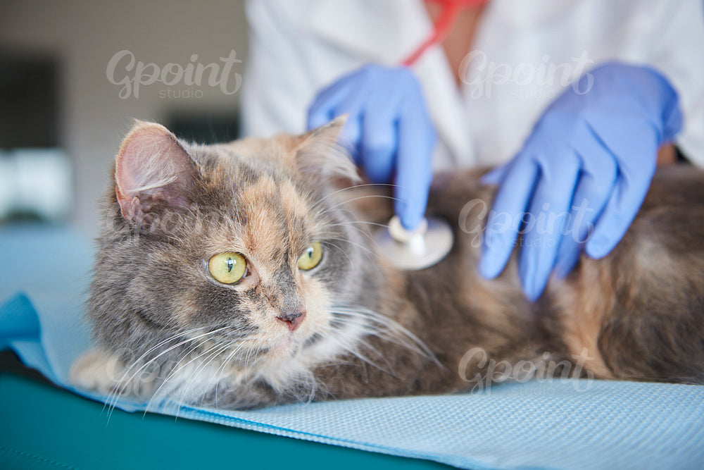 Cat being examined at the vet