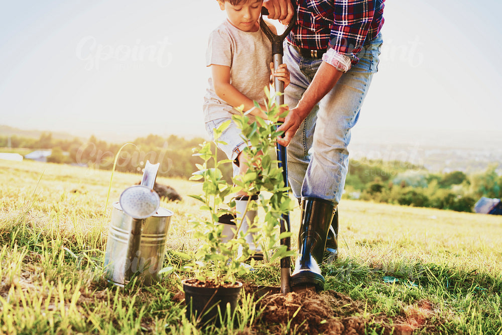 Little boy helping to plant a tree