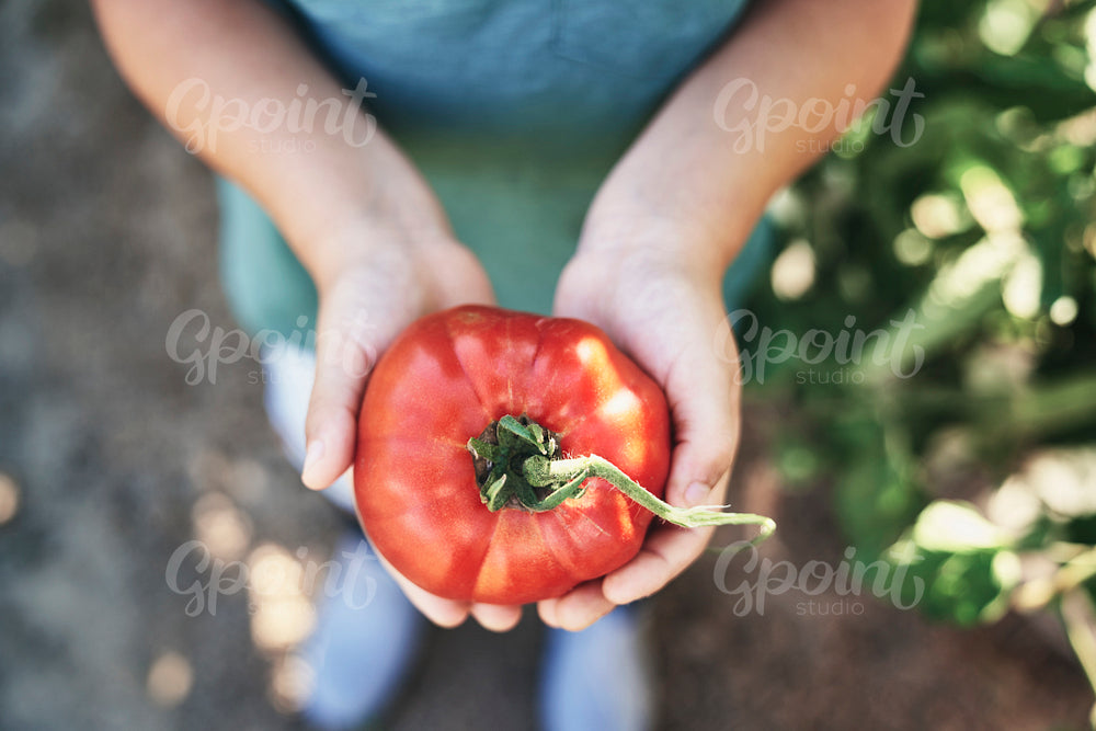 Close up of ripe tomato in the hands of a child