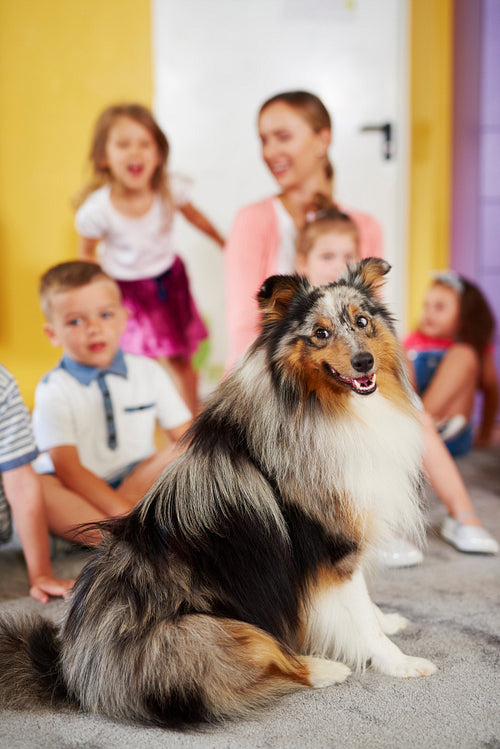 Shetland sheepdog and group of children in the background