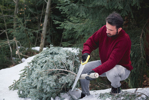 Man cutting the Christmas tree