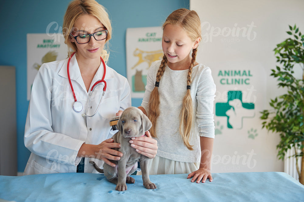 Girl brushing her puppy at the vet