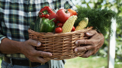 Close up video of basket full of freshness vegetables
