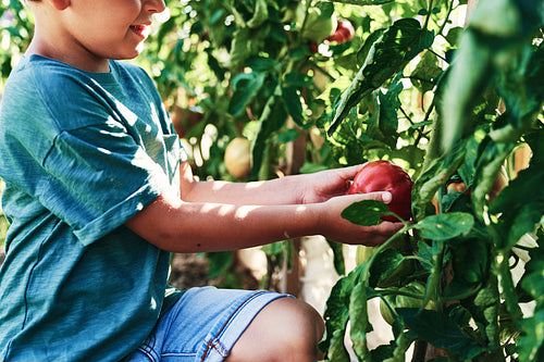 Close up of boy picking ripe tomatoes from the bush