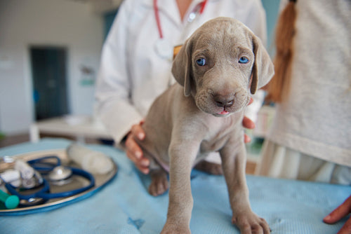 Gray puppy sitting on vet's table