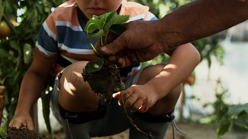 Tracking video of little boy planting seedlings with his grandfather