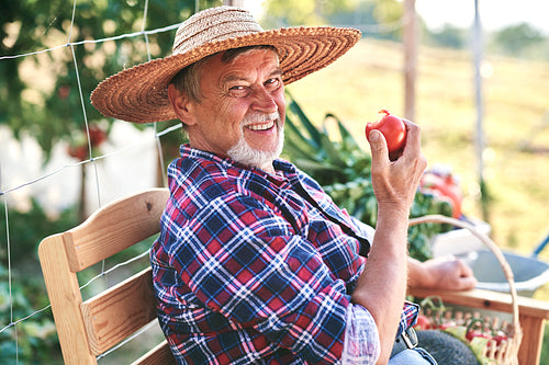Portrait of senior man sitting and eating ripe tomatoes