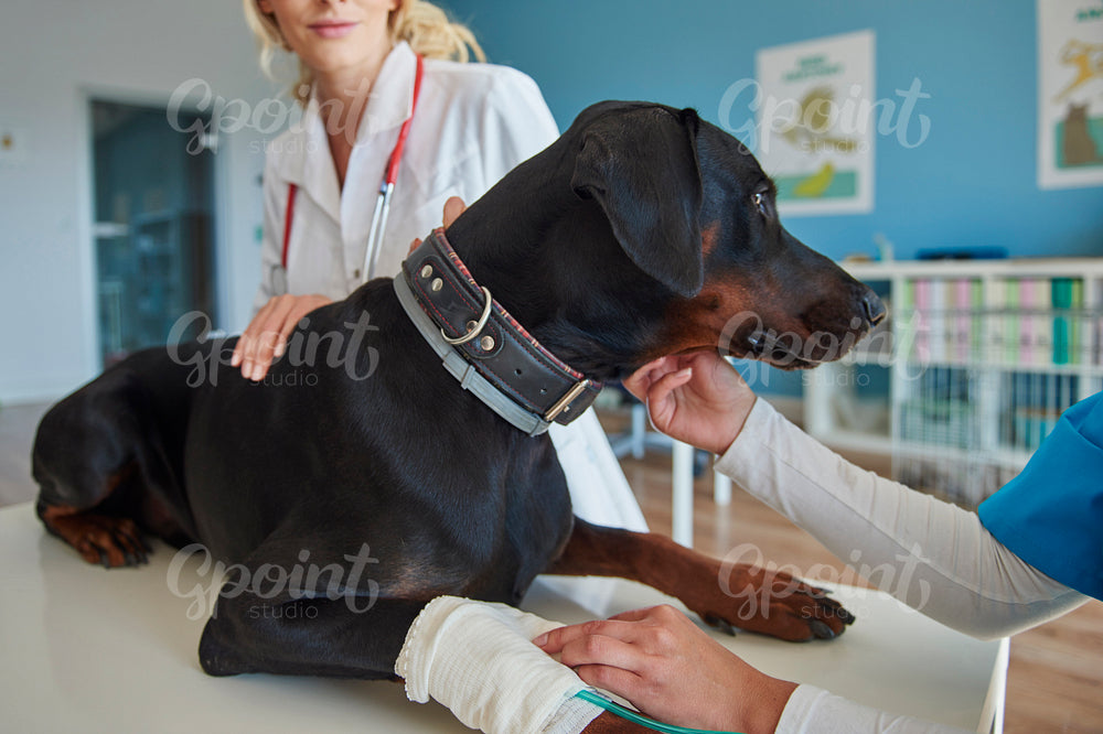Dog with broken leg at the vet