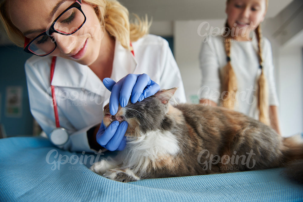 Vet checking condition of cat's teeth
