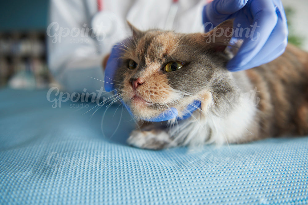 Close up on examined cat