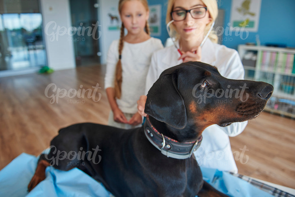 Girl with doberman at a vet