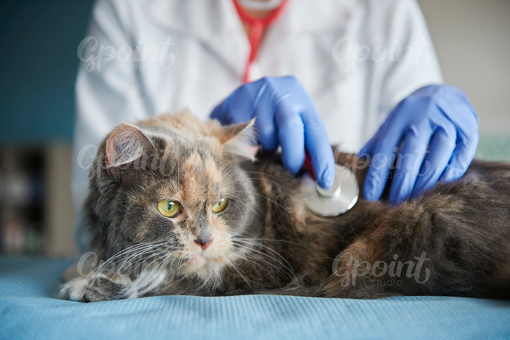 Doctor testing animal with a stethoscope