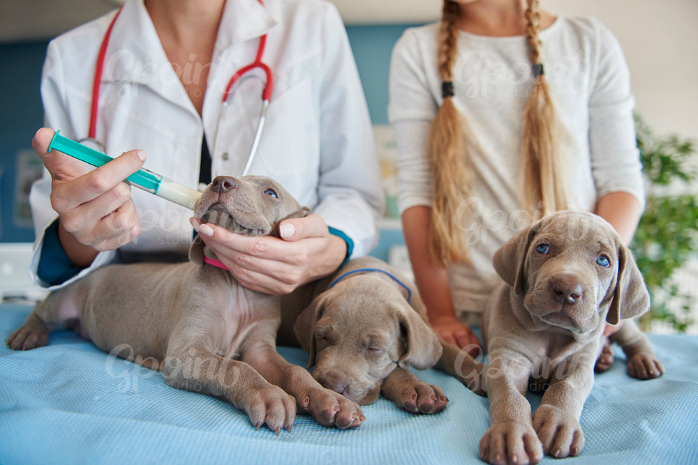 Vet giving milk to the puppies