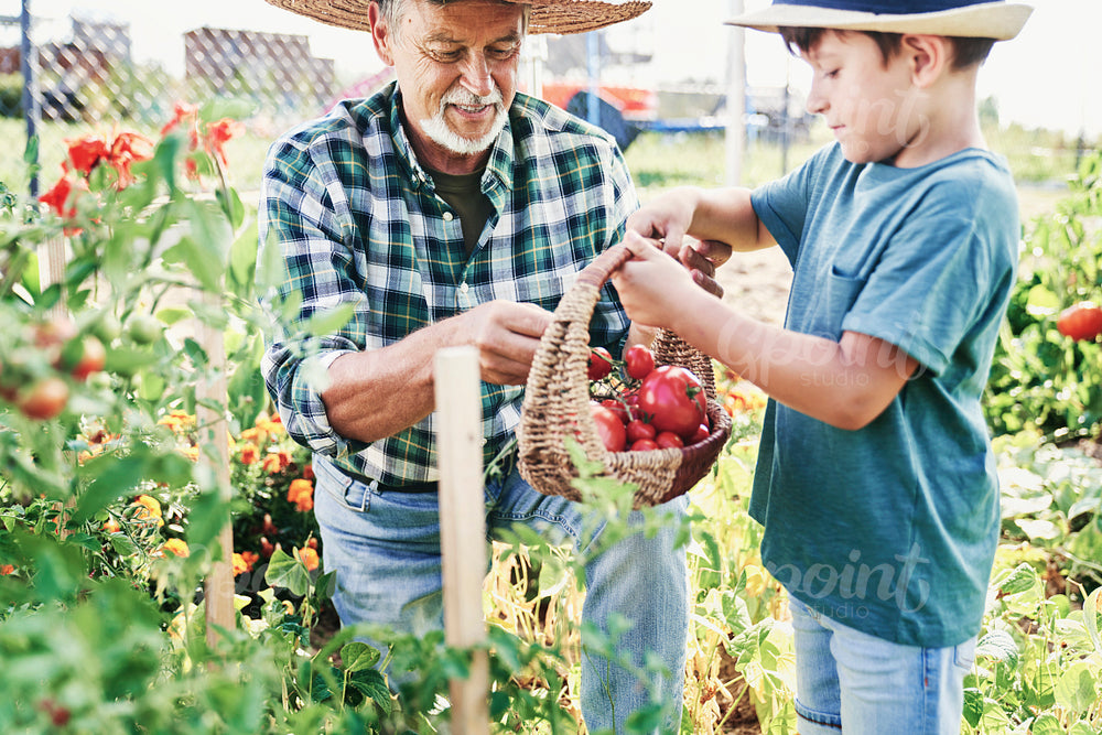 Grandfather and grandson picking ripe tomatoes in the vegetable garden
