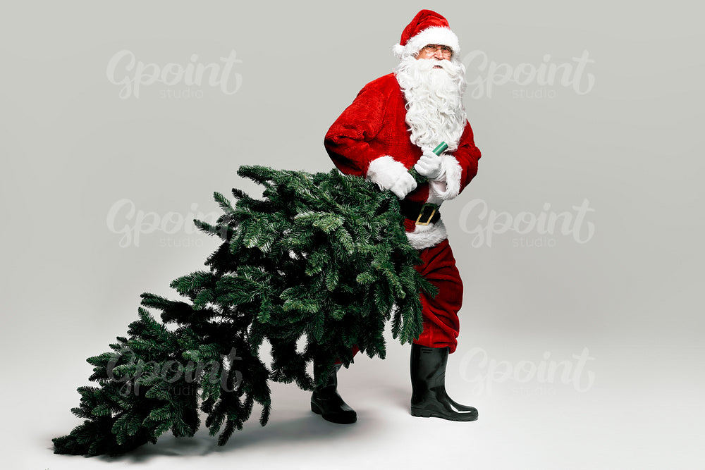Caucasian Santa Claus is pulling a Christmas tree 
